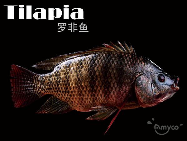 Tilapia High Quality