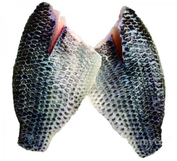 Frozen Tilapia Fillets skinon