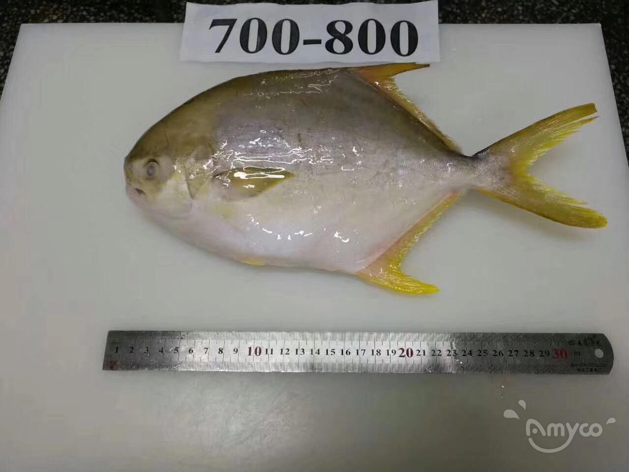 Golden Pompano/Pomfret producer/factory/manufacturer/supplie Frozen