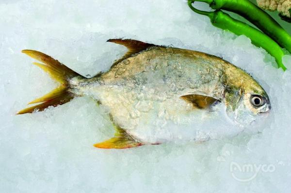 Golden Pompano