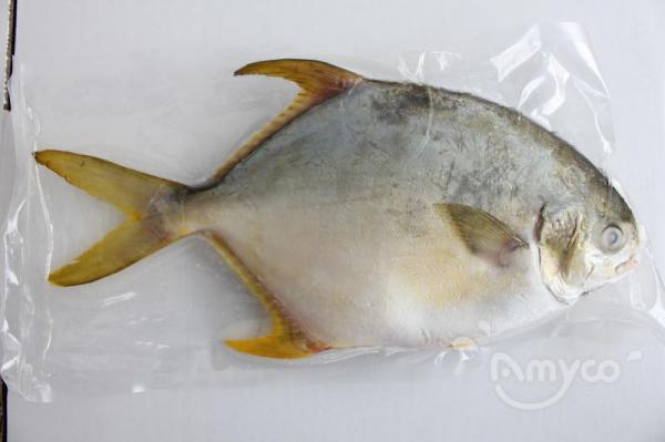 Golden Pomfret