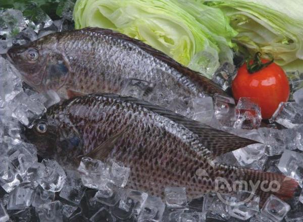 China Tilapia Price Analysis » week 26