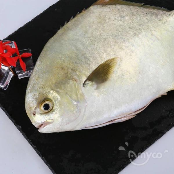 Frozen Golden Pompano