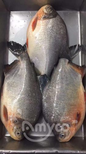 Frozen Red Pomfret Whole Round