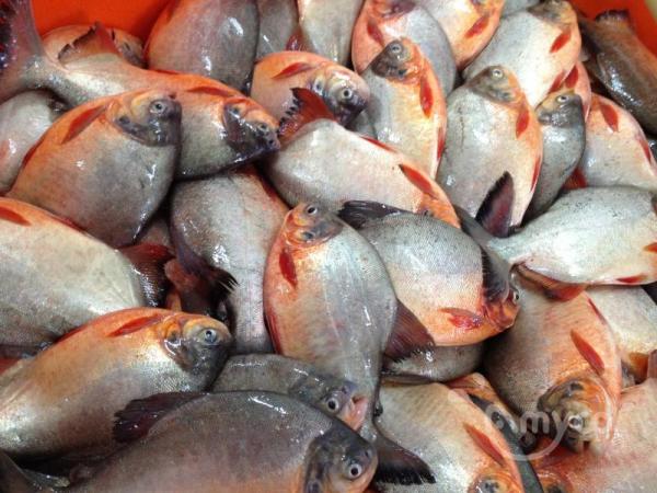 Red Pomfret Whole Round