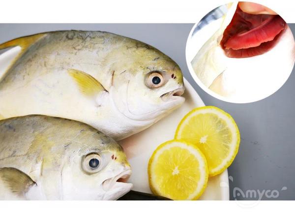 Golden Pompano 100% fresh