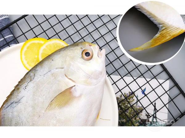 Golden Pompano 100% safe