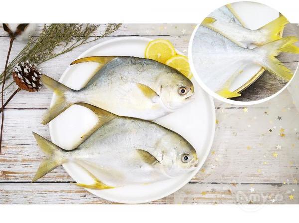 Beautiful Frozen Golden Pompano