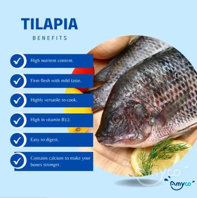 Tilapia foto (2).jpg