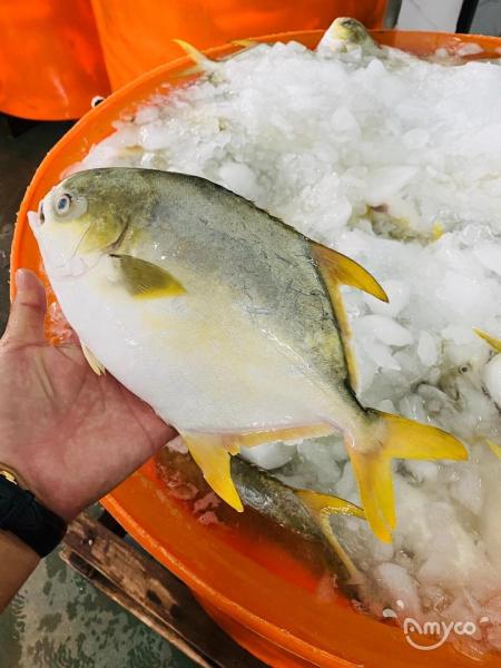 Golden Pompano/Pomfret