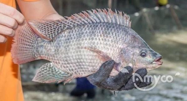 Tilapia Whole Round