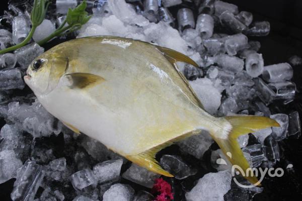 Golden pompano has reached its highest price in nearly five years