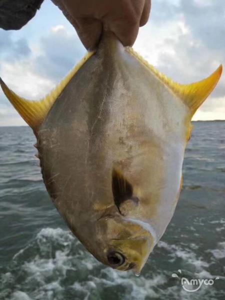 Frozen Golden Pompano/Pomfret WR