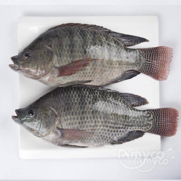 TILAPIA PRICE increase a lot, what's the reason?