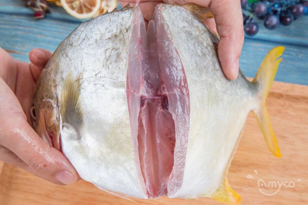 Golden Pompano (5).jpg