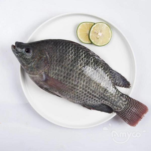Tilapia Price will increase in the second half of the year for sure