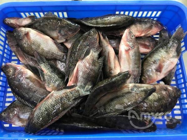China Tilapia Price increase a lot again from Oct
