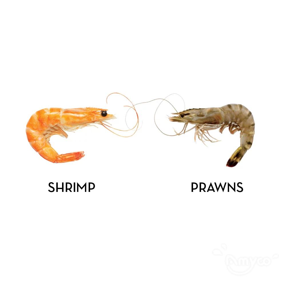 Shrimp vs Prawn.jpg