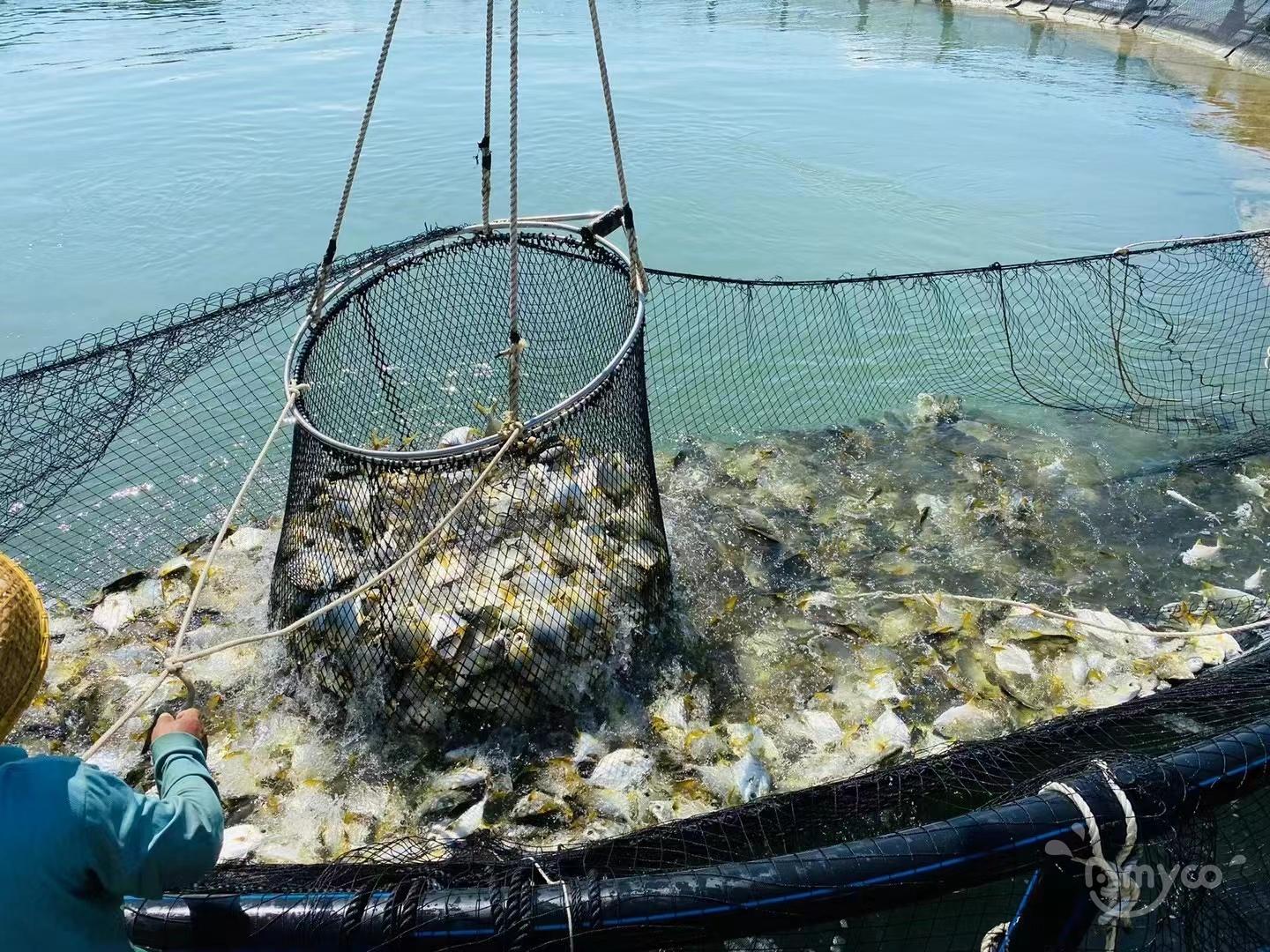 Golden Pompano cage farmed in deep sea.jpg