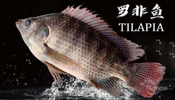 Tilapia Price is going up very fast, why? Find out the reason here