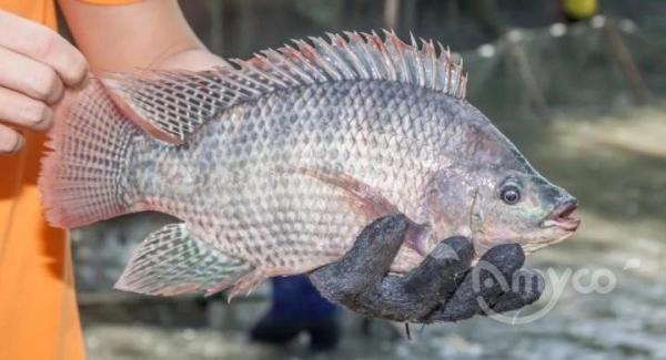 How popular is tilapia fish?