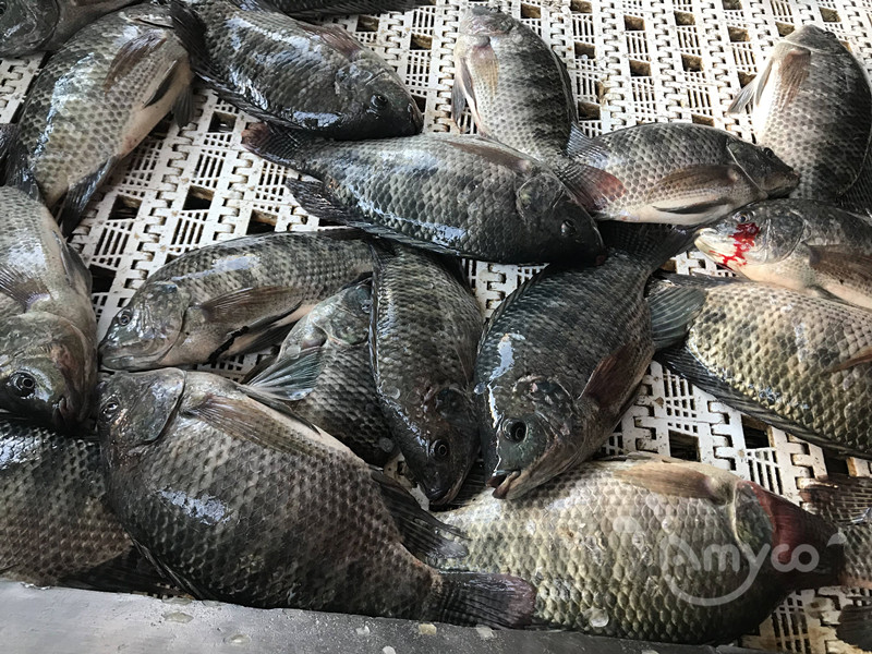 Tilapia (3).jpg