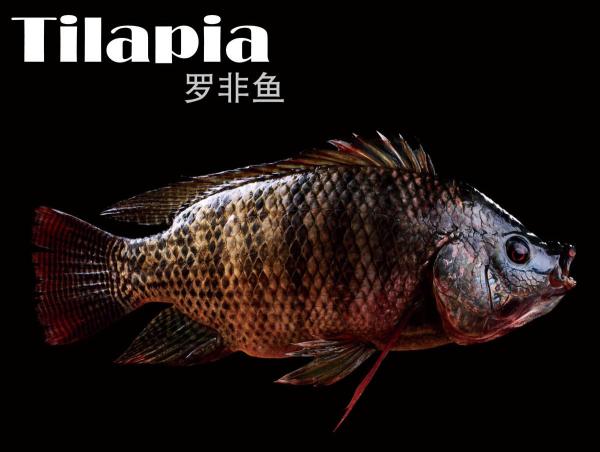 How long will the high price of tilapia last ?