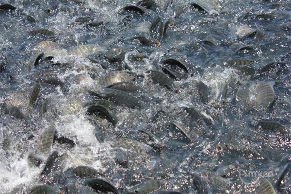 The price of tilapia continues to rise,few fish in ponds and export orders are about to increase!