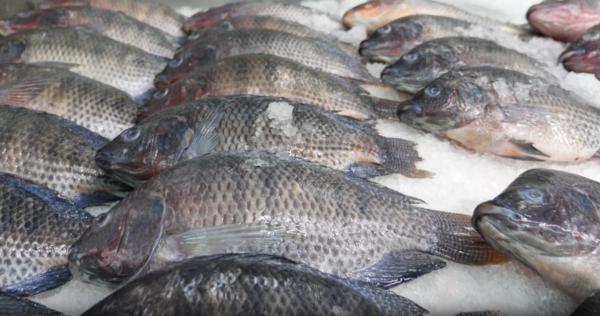 What is the status of chilled tilapia imports into the United States?