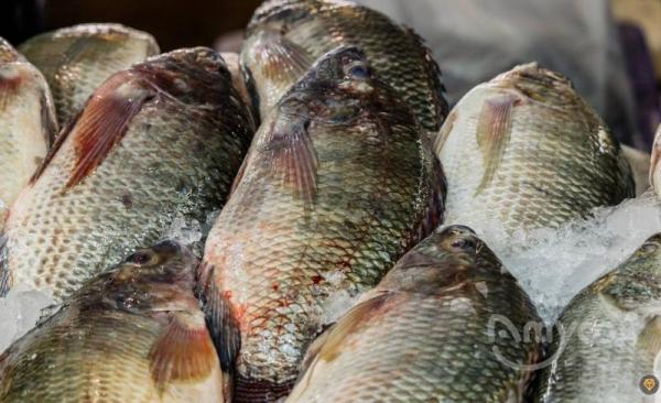 The price of Chinese tilapia has continued to rise this week.