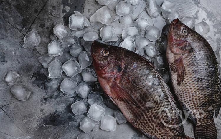 tilapia21.jpg